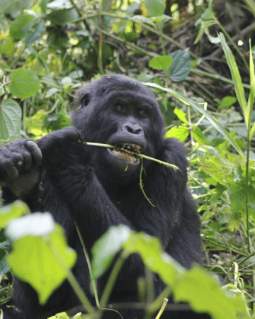 Gorillas and African Animals in Uganda