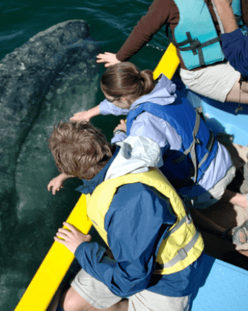 Combination trips blue, finback, & gray whales - 11 Days