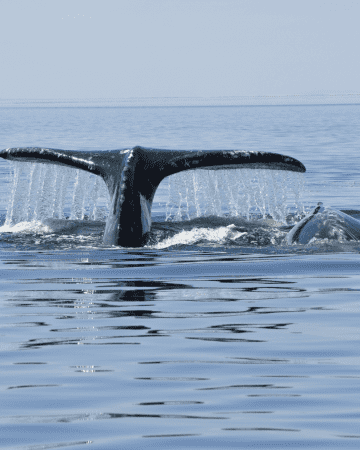 Baja Jones Adventure Travel Gray Whale Safari Camp