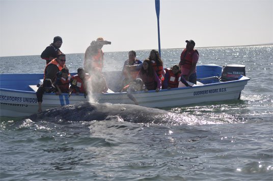 tours in baja